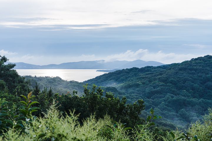 山林項(xiàng)目.jpg